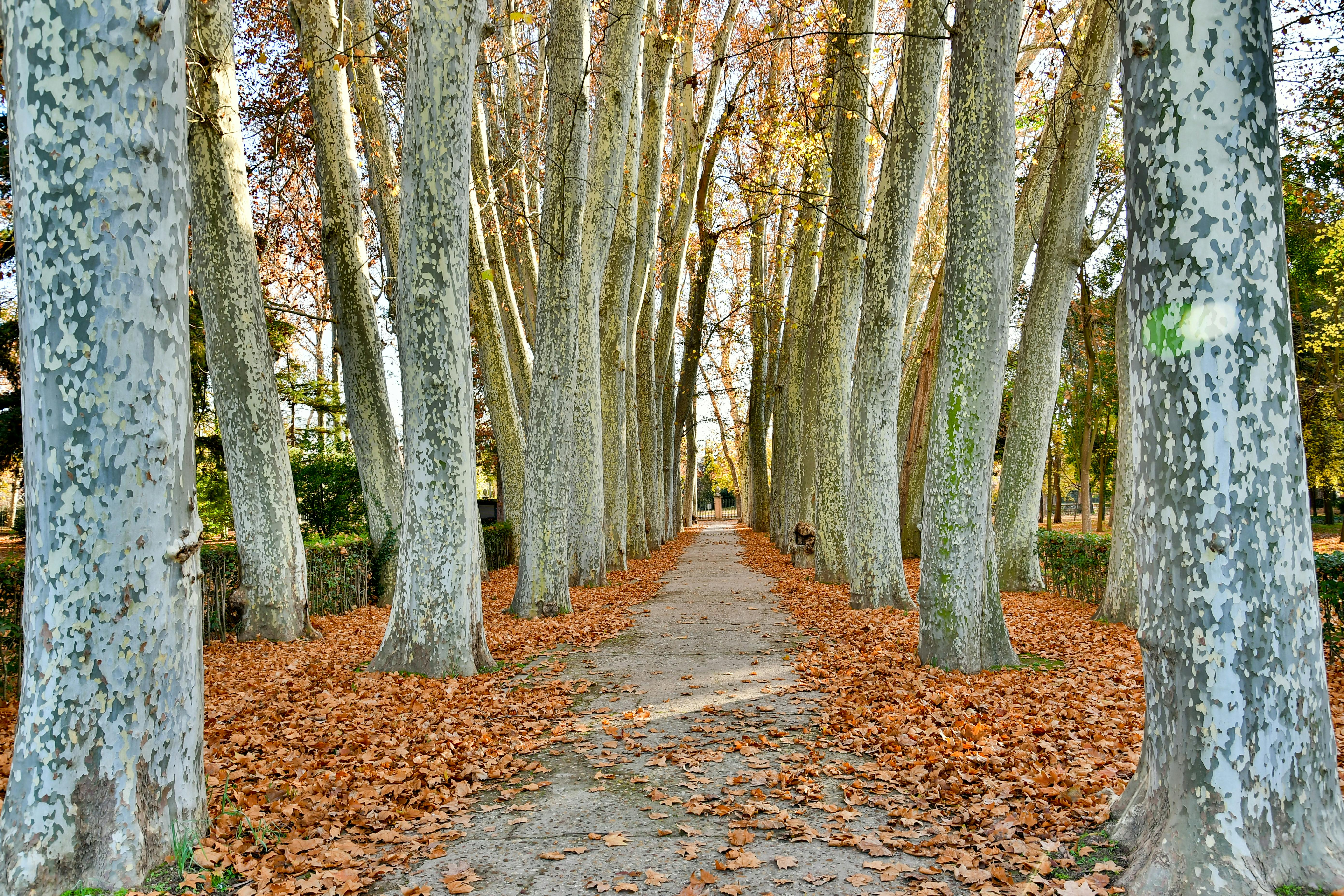 Paseo arbolado en Aranjuez durante el otoño